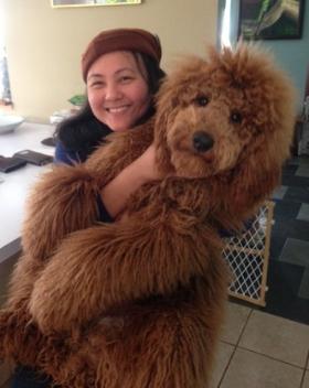 Large goldendoodle 2025 for sale