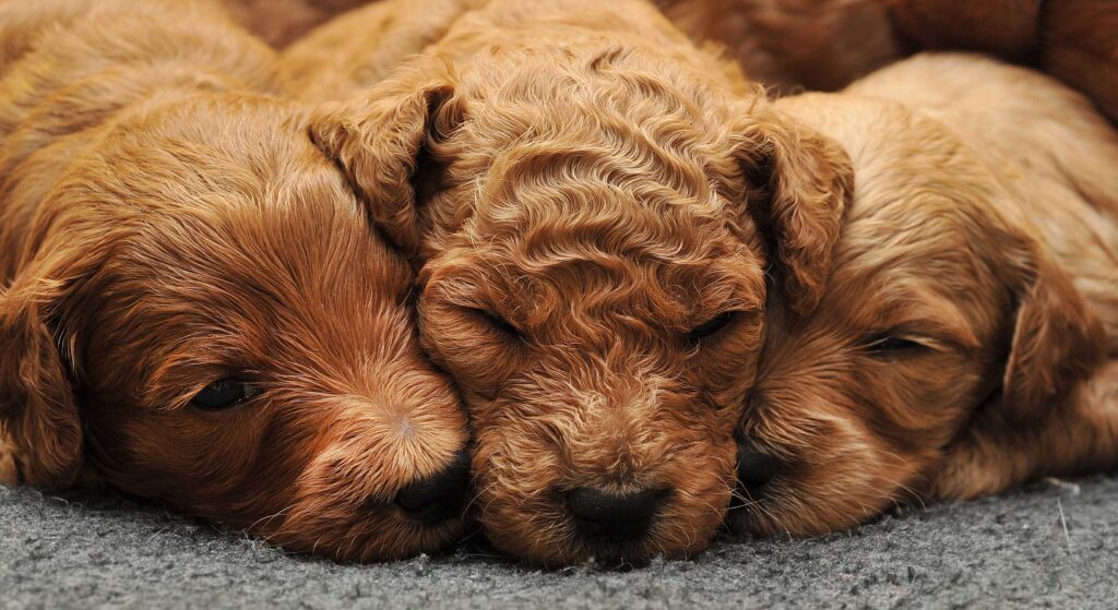 goldendoodles