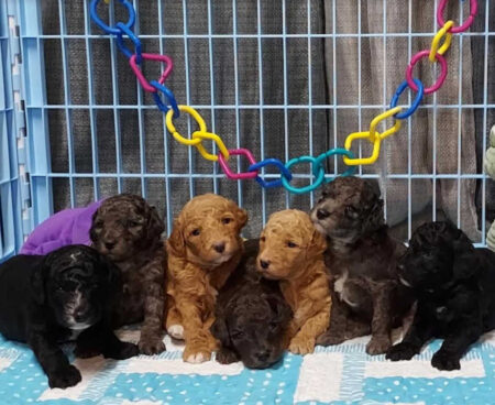 doodle puppies available