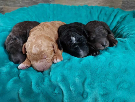 puppies available