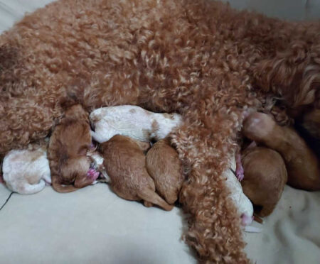 Golden Doodle Puppies