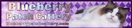 BlueBerry Patch Cattery