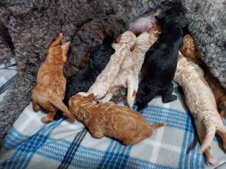 Mabel x Brandon Litter