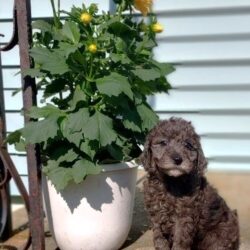 SWEET BLUE MERLE FEMALE WITH CHOCOLATE HIGHLIGHTS