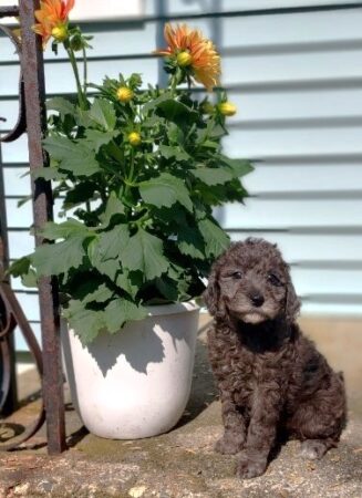 SWEET BLUE MERLE FEMALE WITH CHOCOLATE HIGHLIGHTS