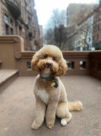 example-goldendoodle