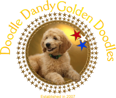 Doodle Dandy Doodles