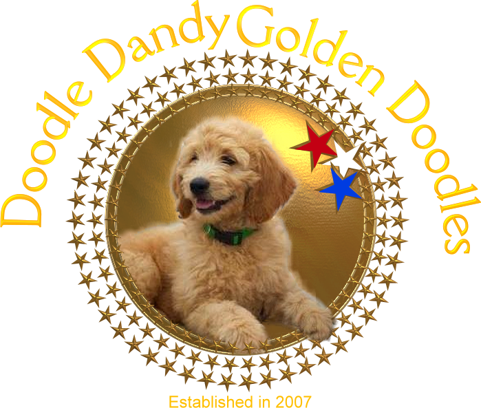 Doodle Dandy Doodles