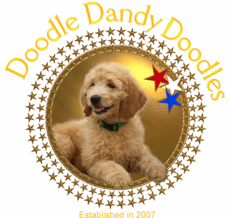 Doodle Dandy Doodles