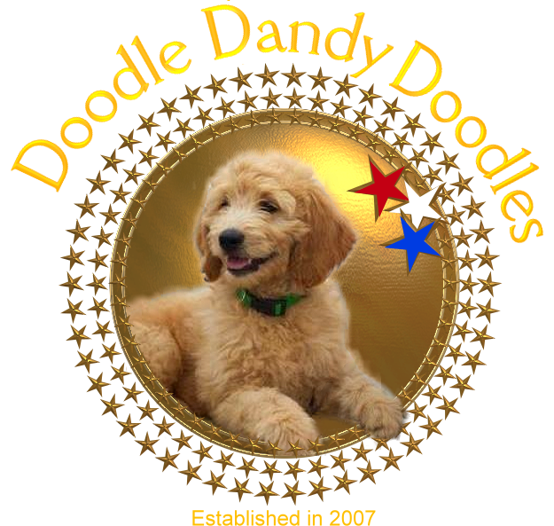 Doodle Dandy Doodles