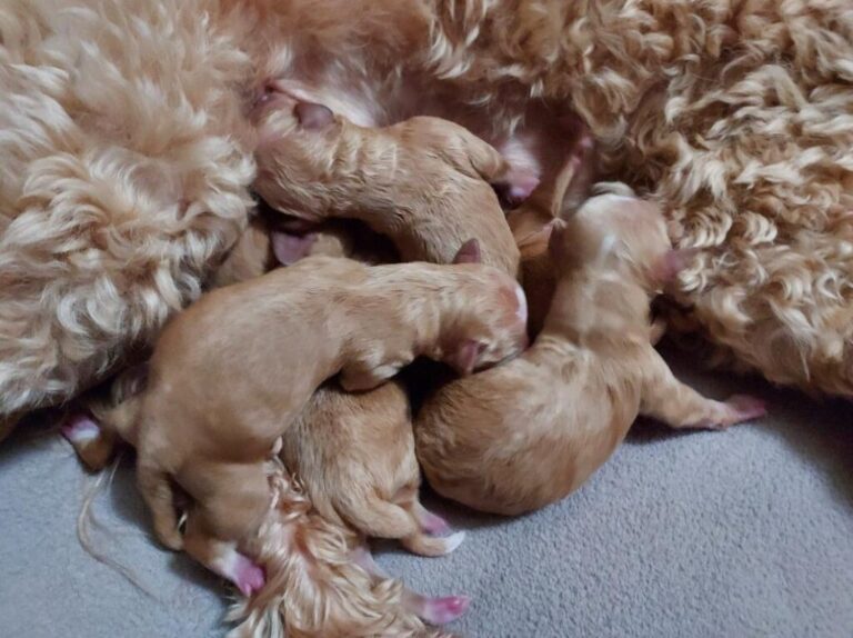 tawny brandon litter