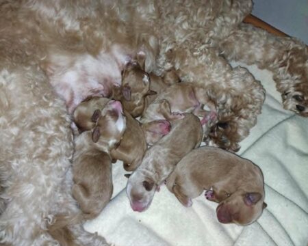 doodle puppies