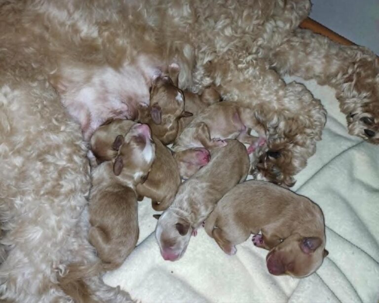 doodle puppies