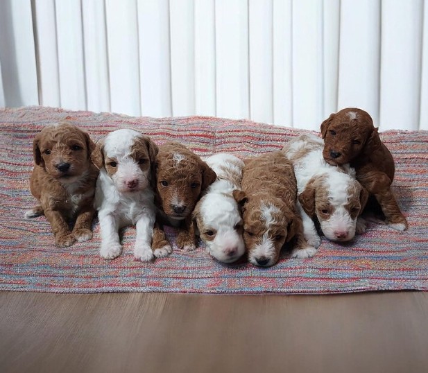Doodle puppies
