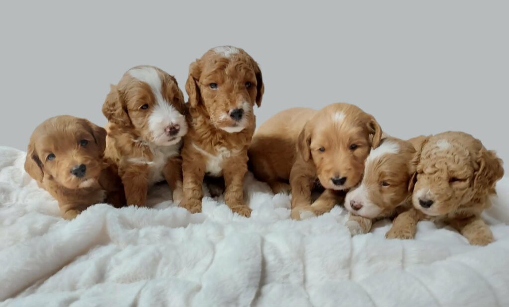 available Doodle puppies